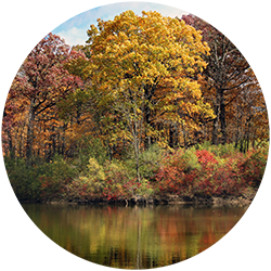 Trees reflected in the lake at The Morton Arboretum in Fall